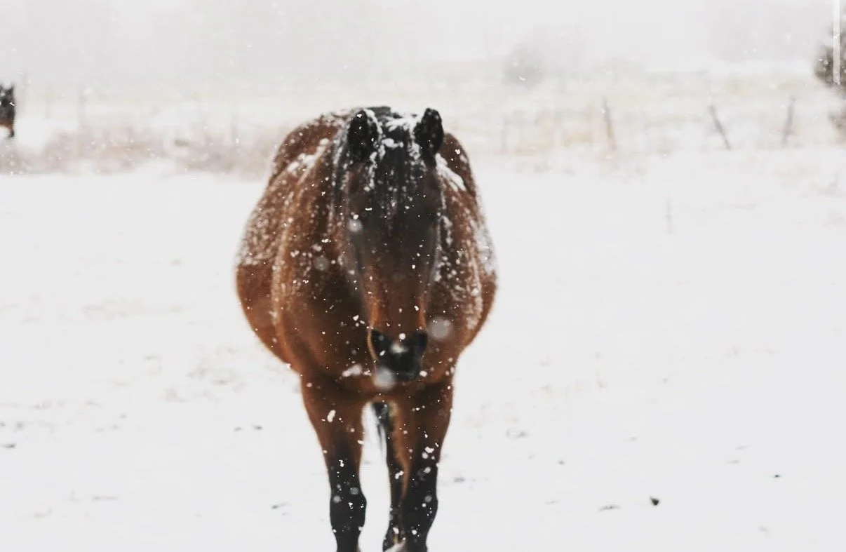 A brown horse walking towards the camera in a snowy landscape with snow falling.