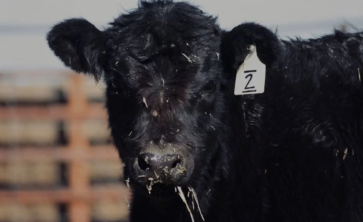 Close-up of a black calf with straw or hay on its face and ear tag marked '2' in a farm setting.