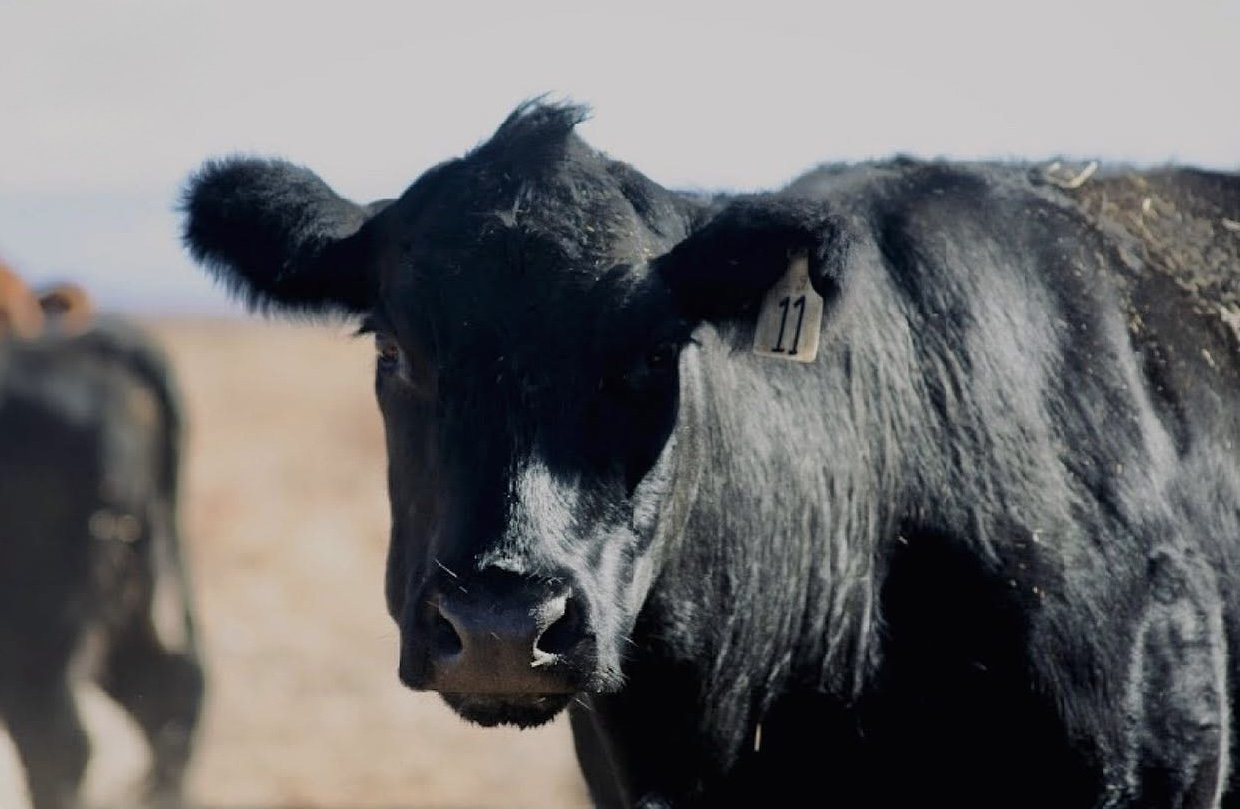 Close-up of a black and gray calf with a numbered ear tag, standing outdoors with a blurred background.