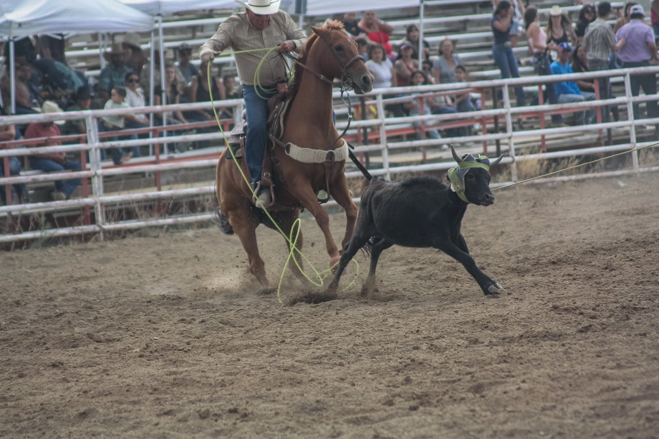 IMG_1031.jpg