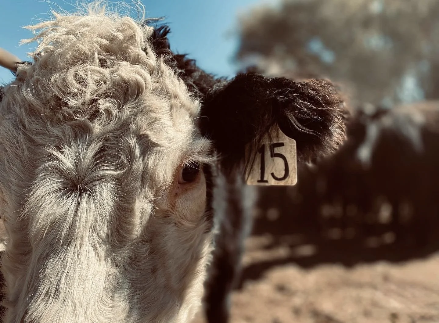 Close-up of a cow with curly white hair, brown eyes, and a black patch on its ear, which has a tag marked '15'; background blurred with other cows and blue sky.