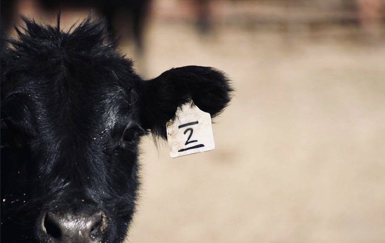 A close-up of a black calf with a tag marked ½ hanging from its ear, in a barn or farm setting.