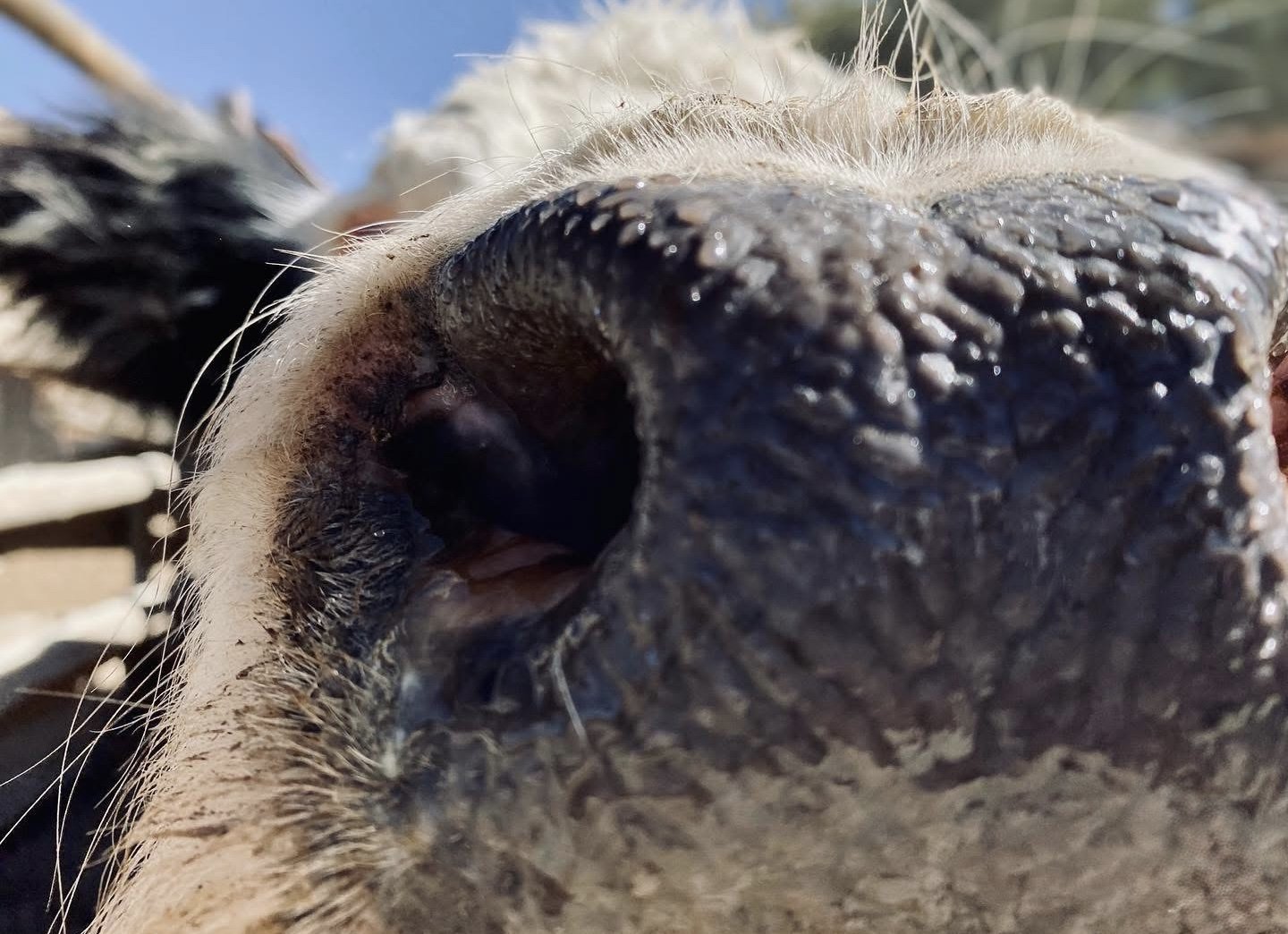 Close-up of a dog's nose with some fur and whiskers visible, against a background of blue sky and some greenery.