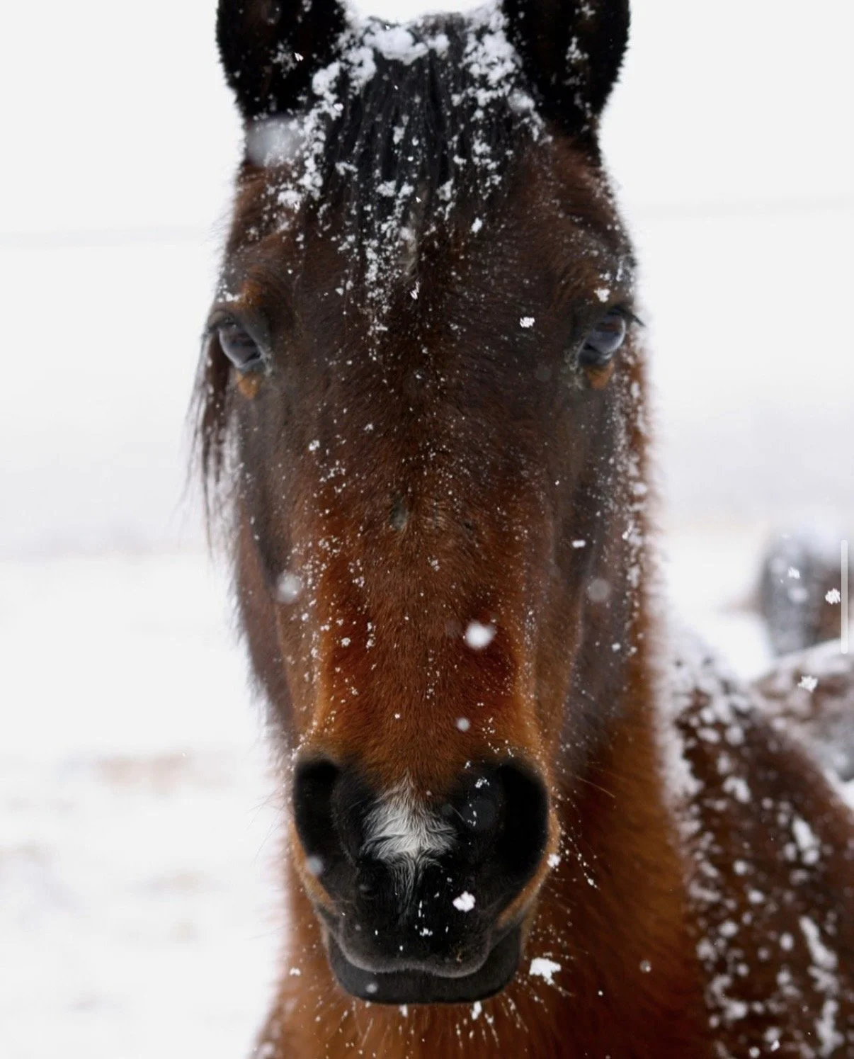 Close-up of a brown horse's face with snow on its snout and fur in a snowy environment.