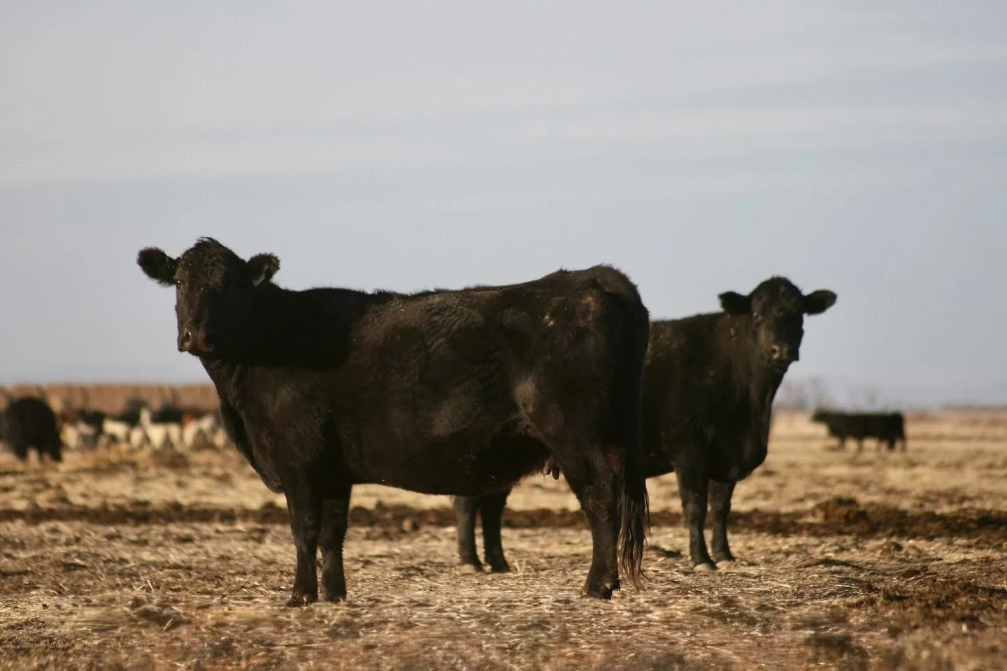 A herd of black cattle grazing on a dry, open field under a partly cloudy sky.