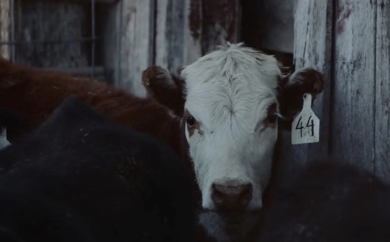 Close-up of a black and white calf with a tag marked '44' on its ear, standing in a barn.