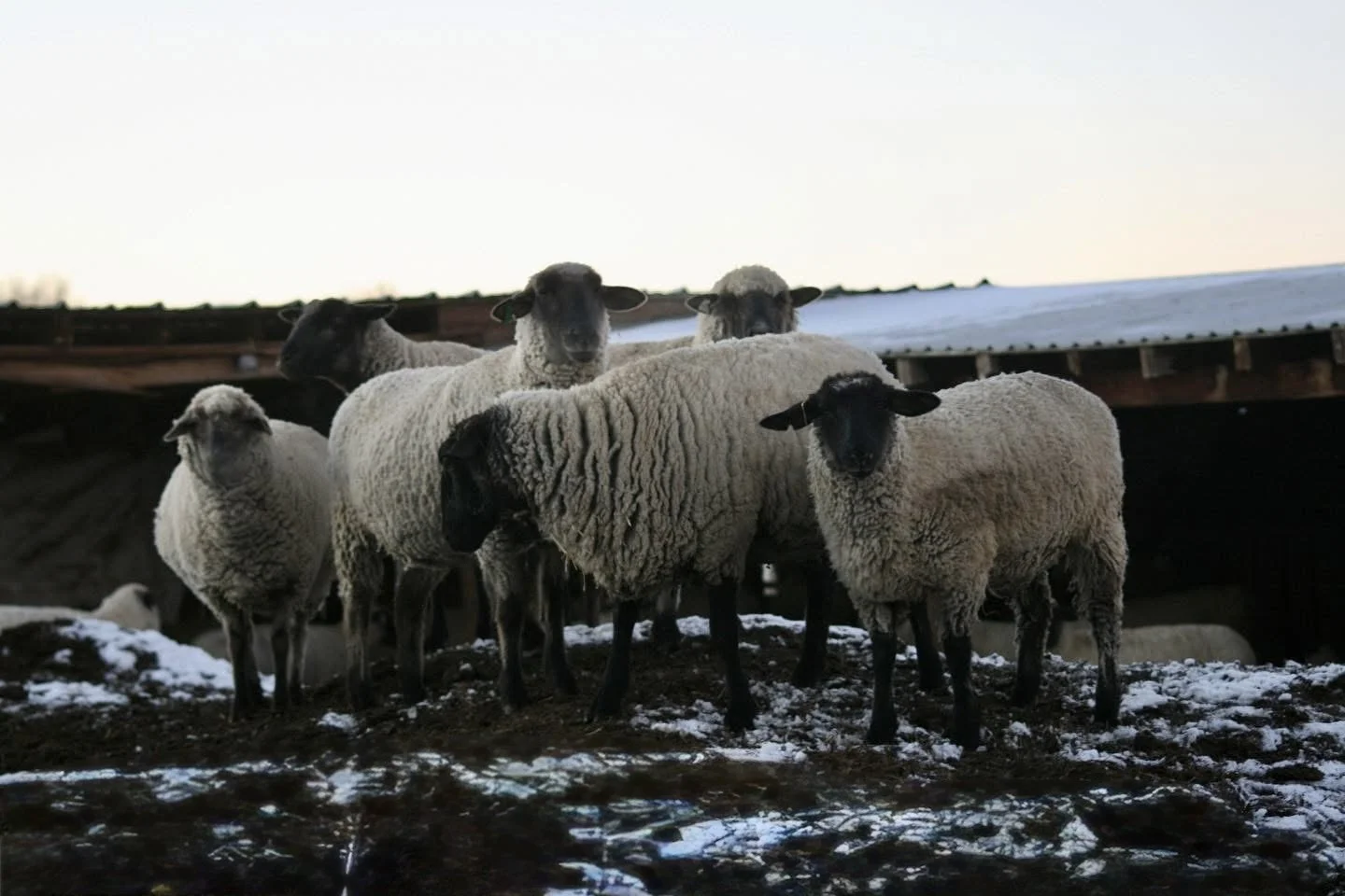 Group of sheep standing on snowy ground in front of a wooden structure.