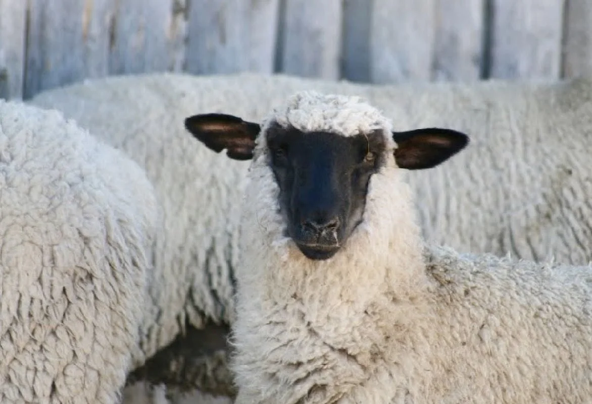 A black-faced sheep with curly white wool standing inside a barn.