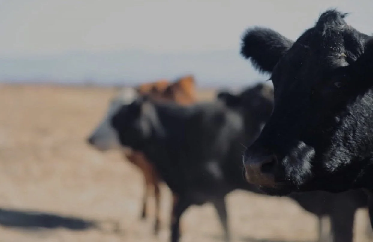 Black calf in a field with other cows in the background.