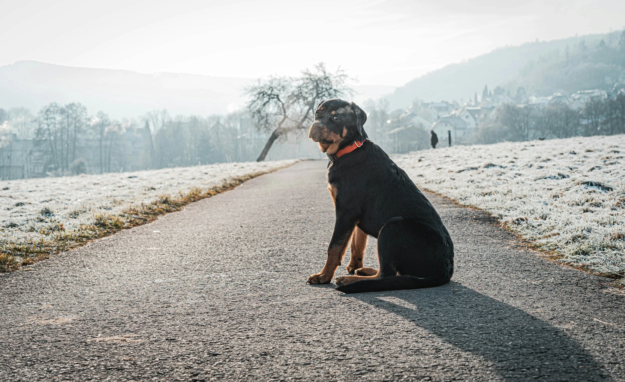 Dog on road