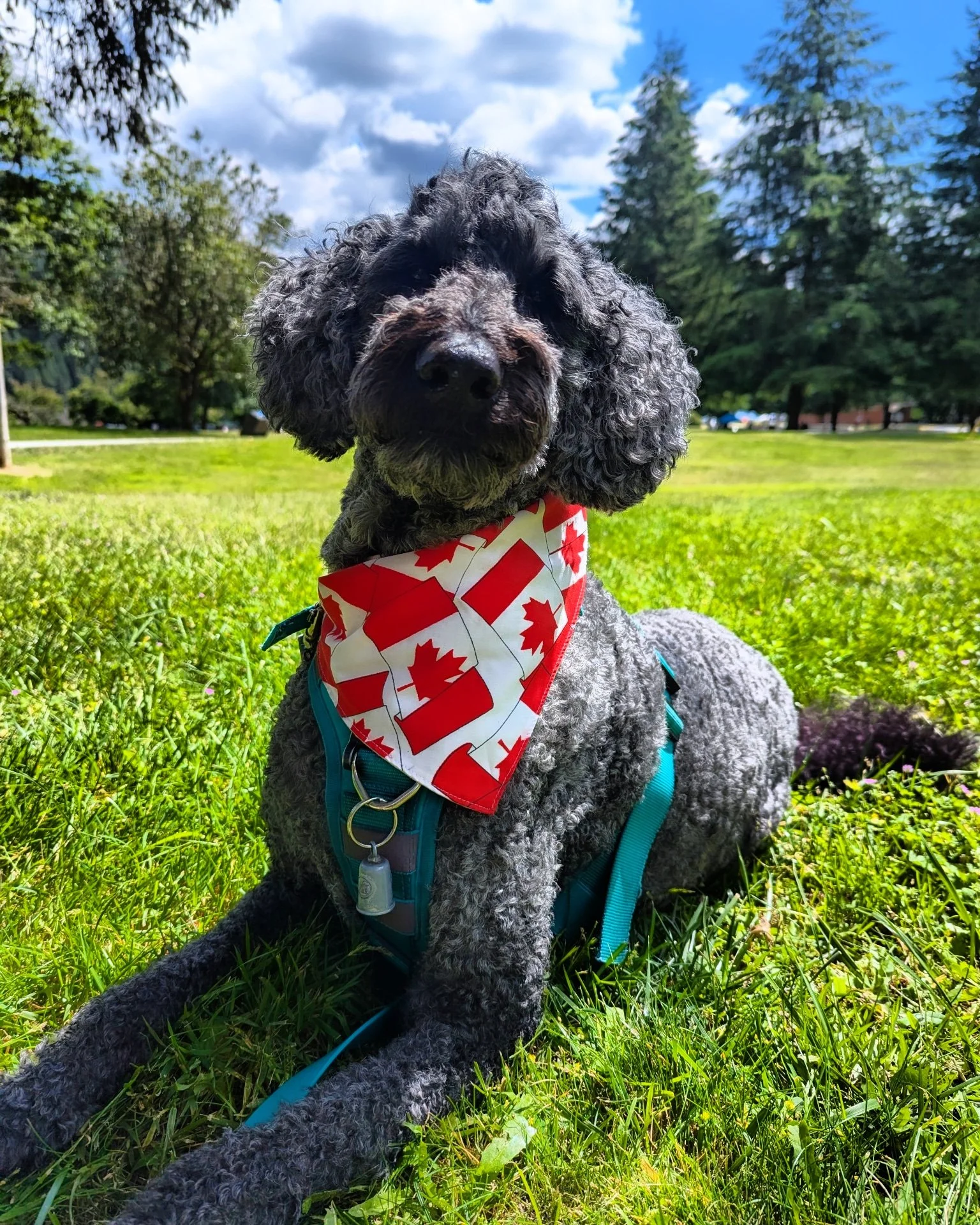 Abby with a red and white Canadian flag bandana sits on green grass in a park, with trees and a blue sky with some clouds in the background.