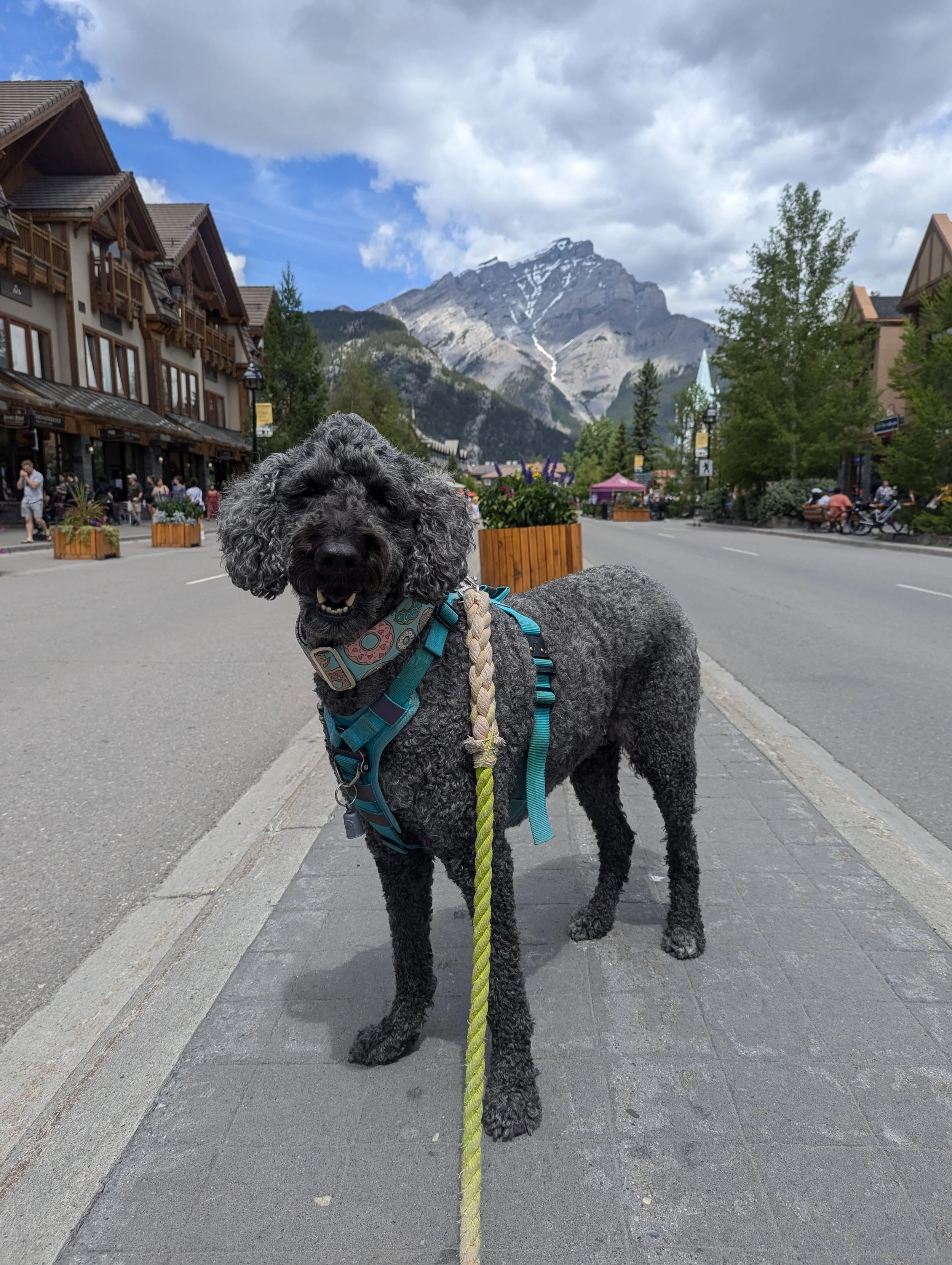Abby out on an adventure