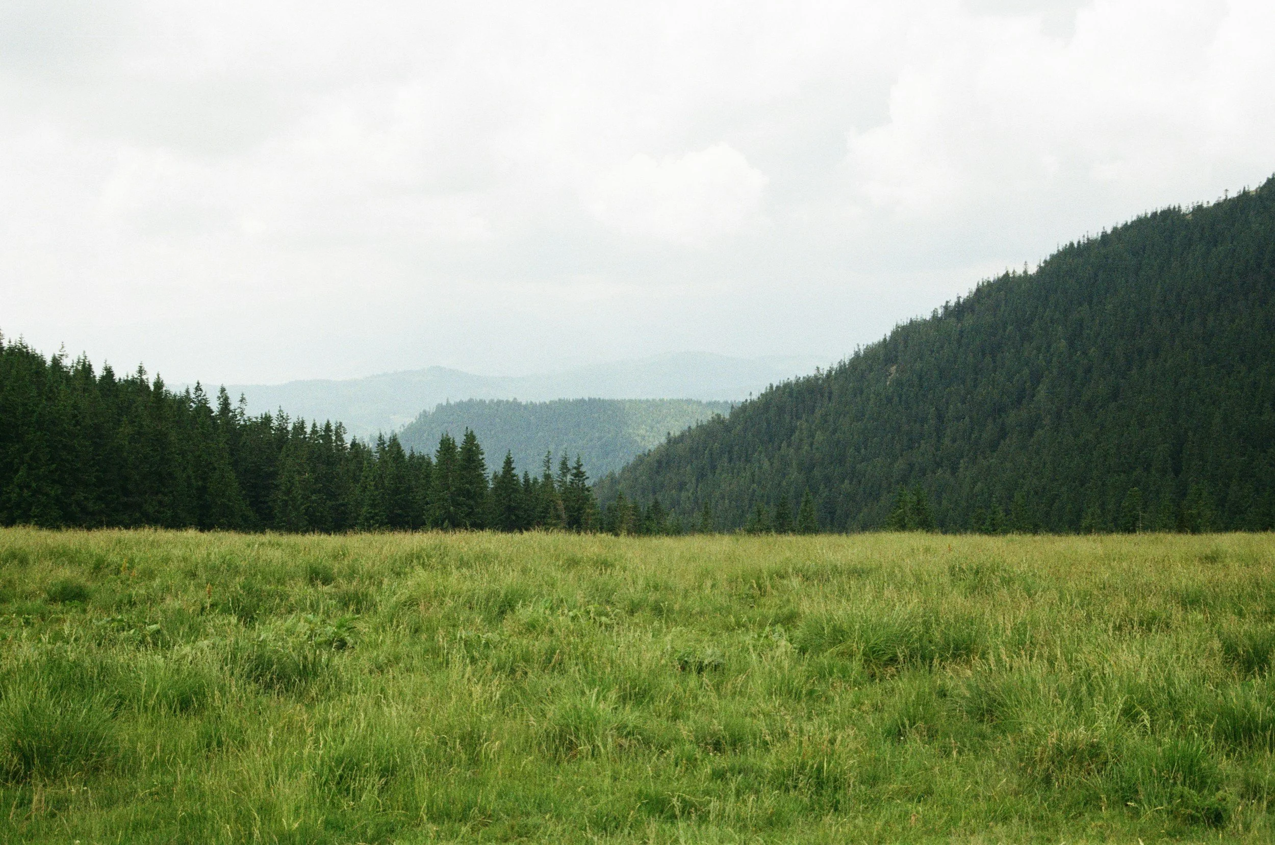 A scenic landscape with lush green grass in the foreground, dense evergreen trees on a hill to the right, and rolling hills covered with trees in the distance under a cloudy sky.