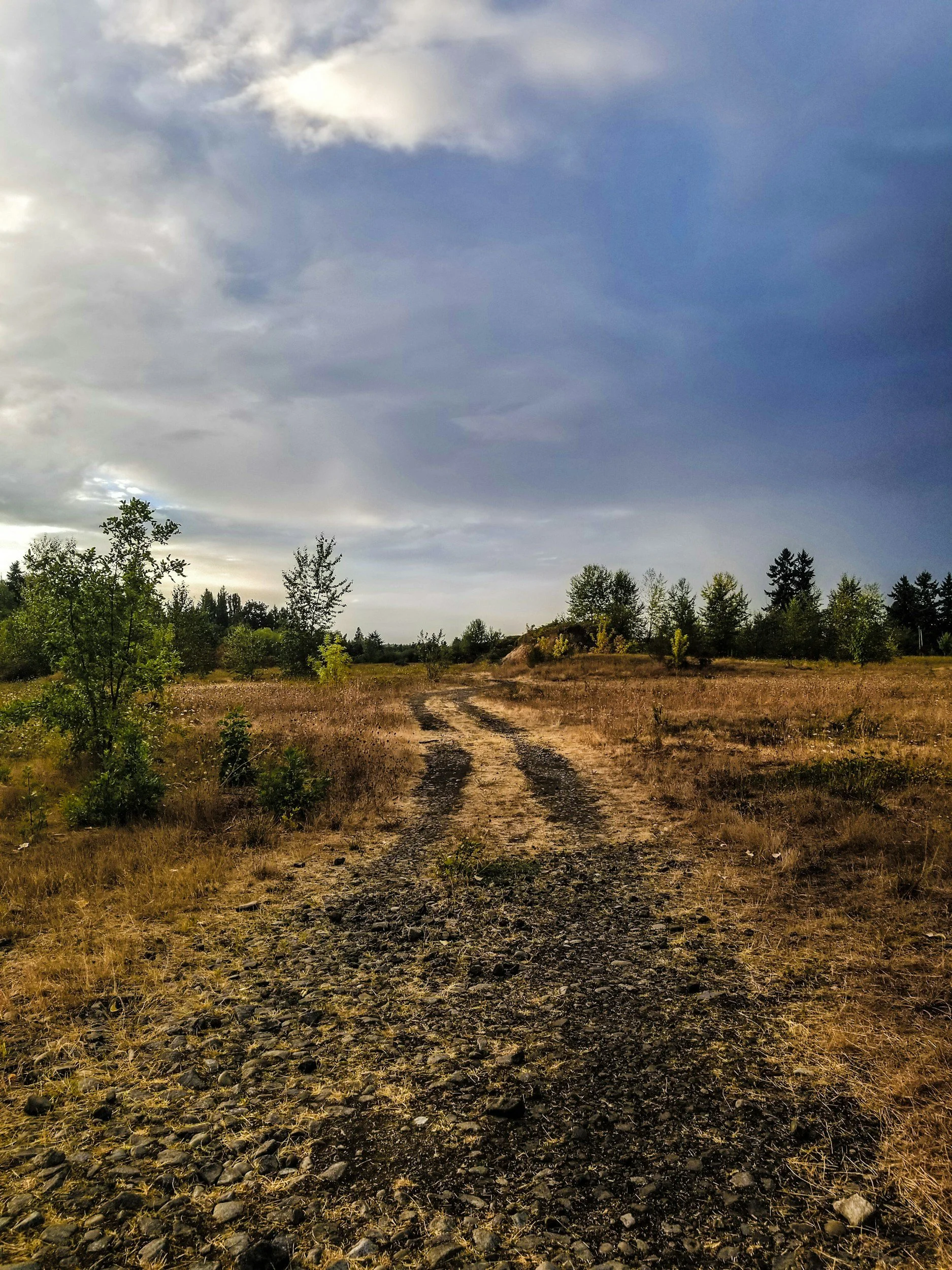 A dirt and rocky path winding through a grassy field with trees and bushes, under a cloudy sky.