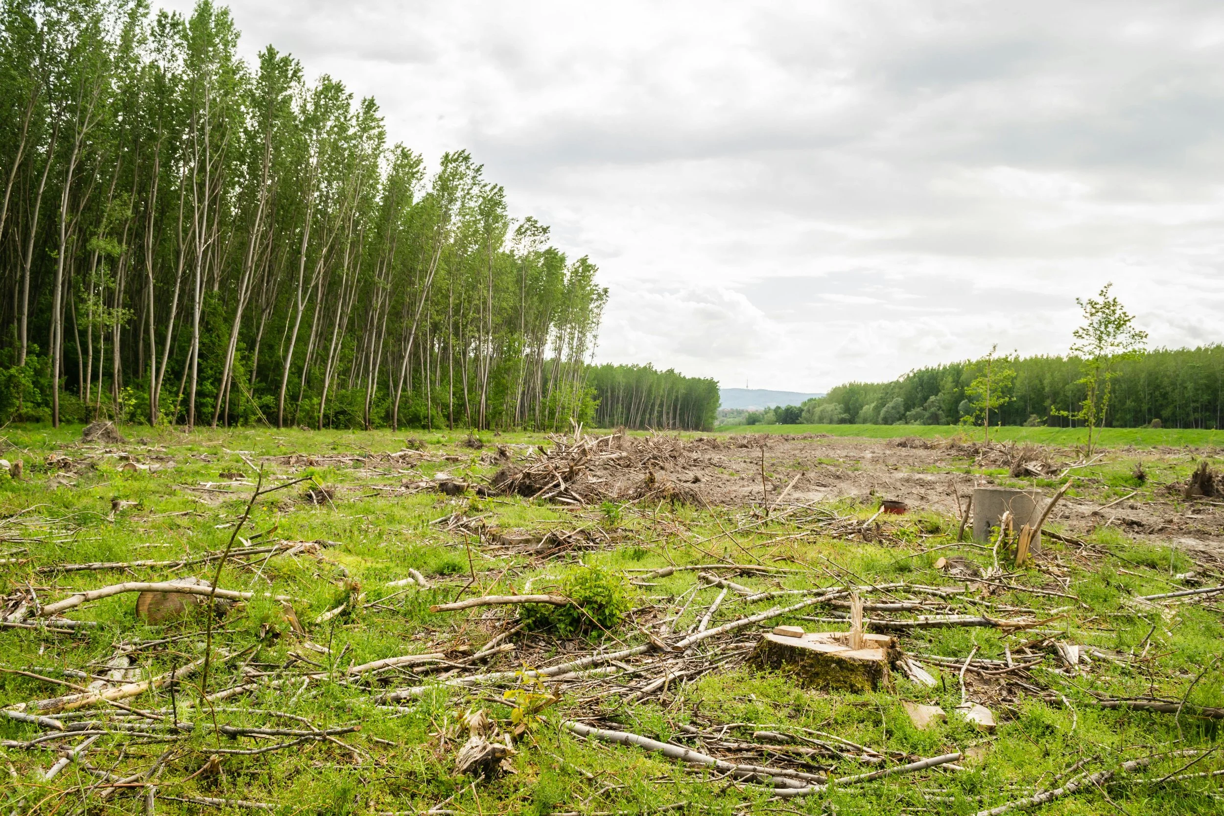 A partially cleared forest with tree stumps, branches, and green grass in the foreground, and a dense green forest in the background under a cloudy sky.