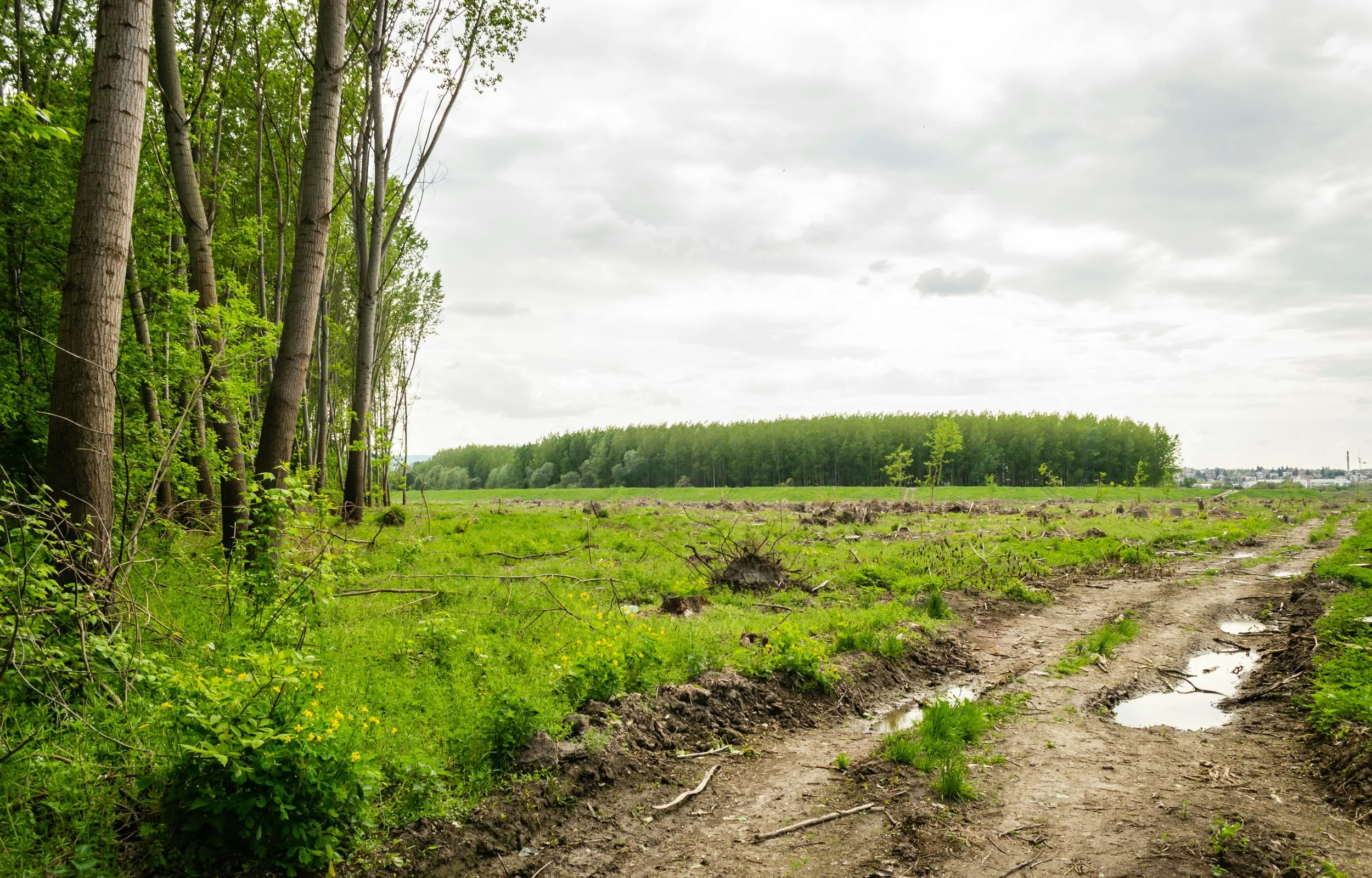 A natural landscape with a dirt path leading into a green field bordered by a dense forest under a cloudy sky.