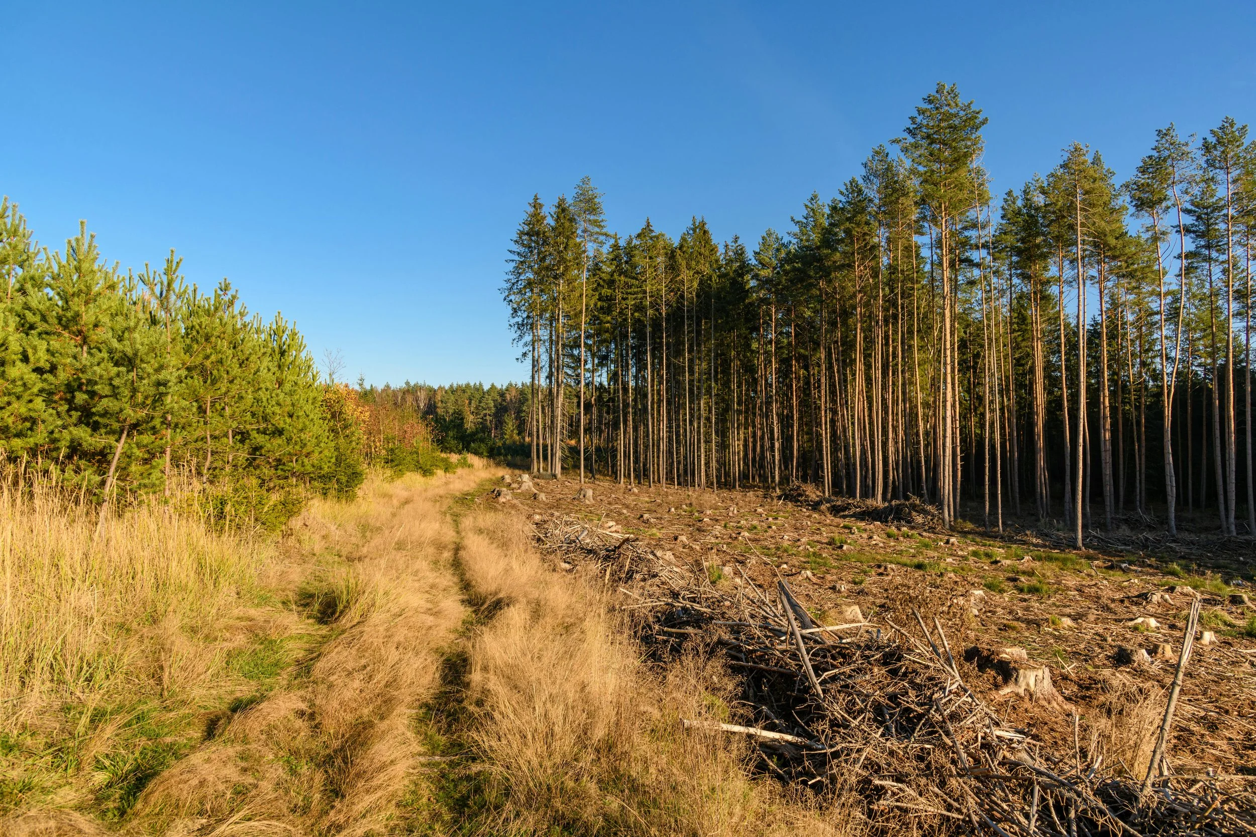 A landscape showing a forest with a split, some trees on the left and some on the right, and a dirt path running through the middle under a clear blue sky.
