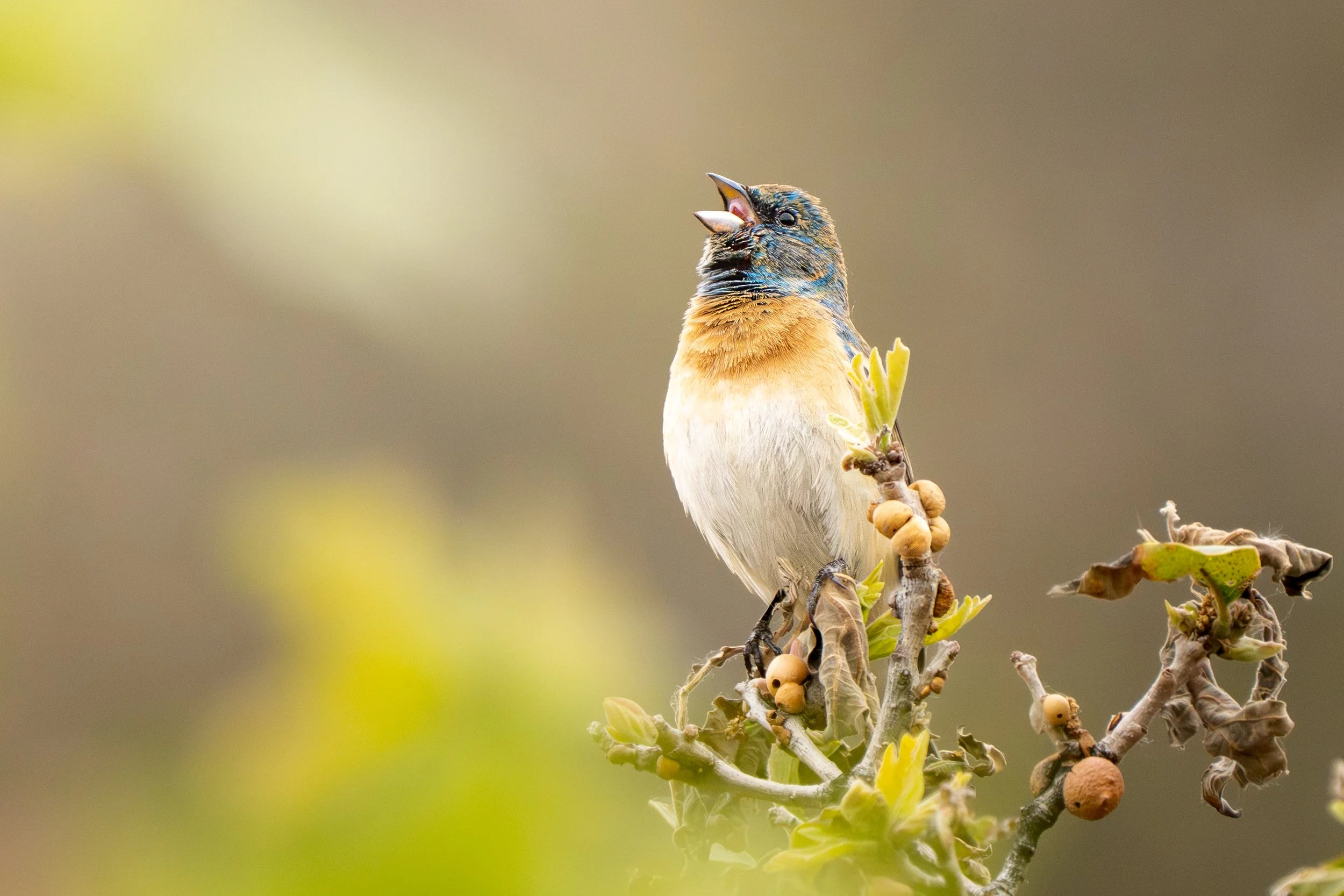 A small bird perched on a branch with small yellow berries and green leaves, singing with its beak open.