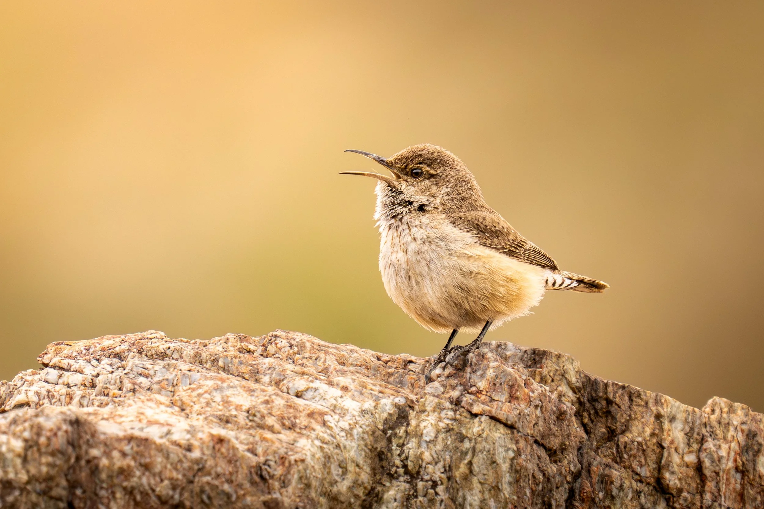 A small bird perched on a textured rock, singing with its beak open, against a blurred yellowish background.
