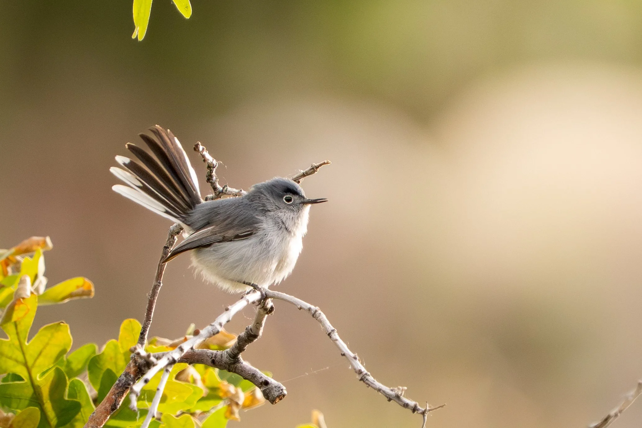 Small gray bird with a white belly perched on a branch with green leaves, with its tail raised and wings slightly spread.