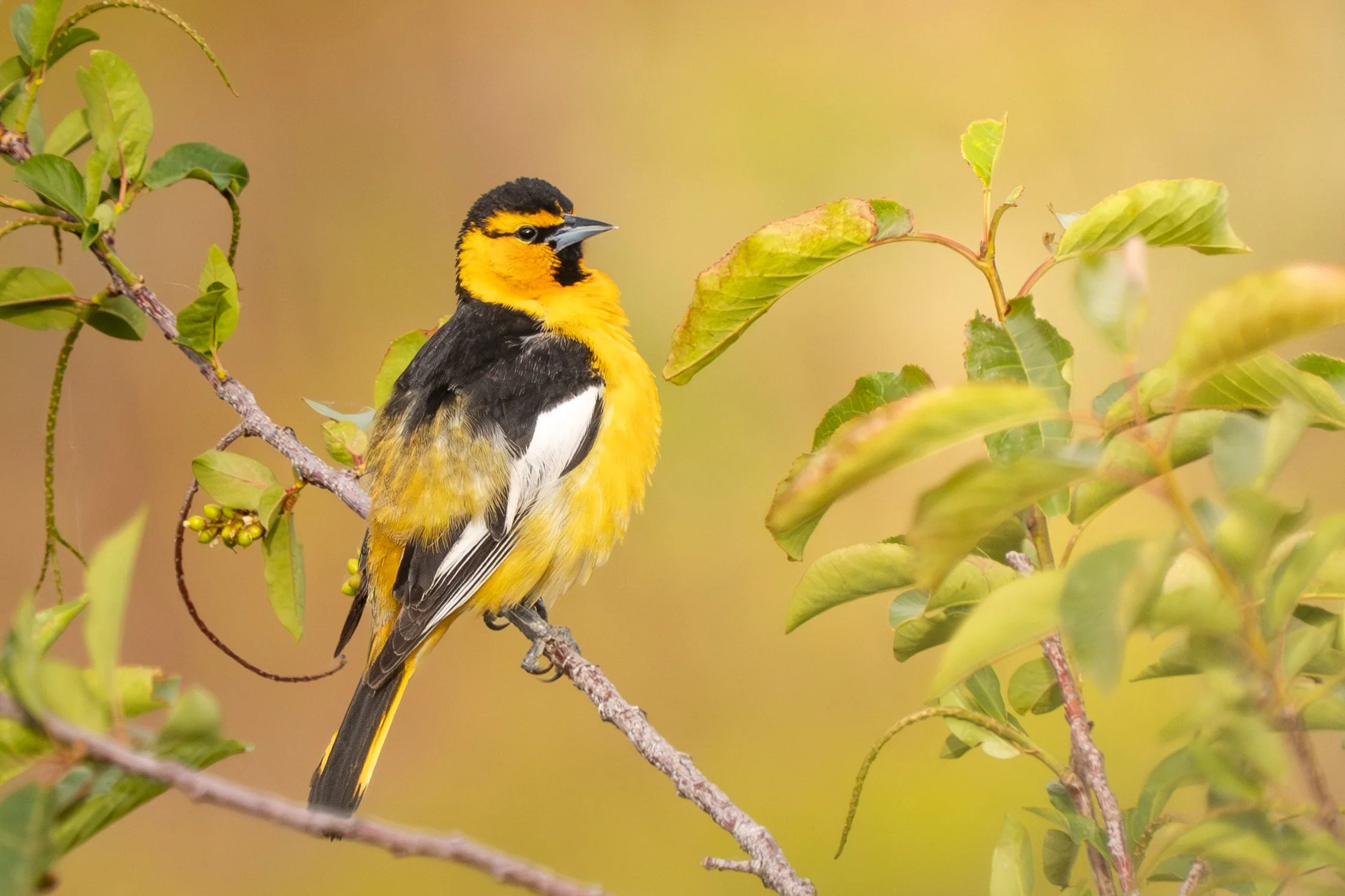 A yellow and black bird perched on a branch surrounded by green leaves.