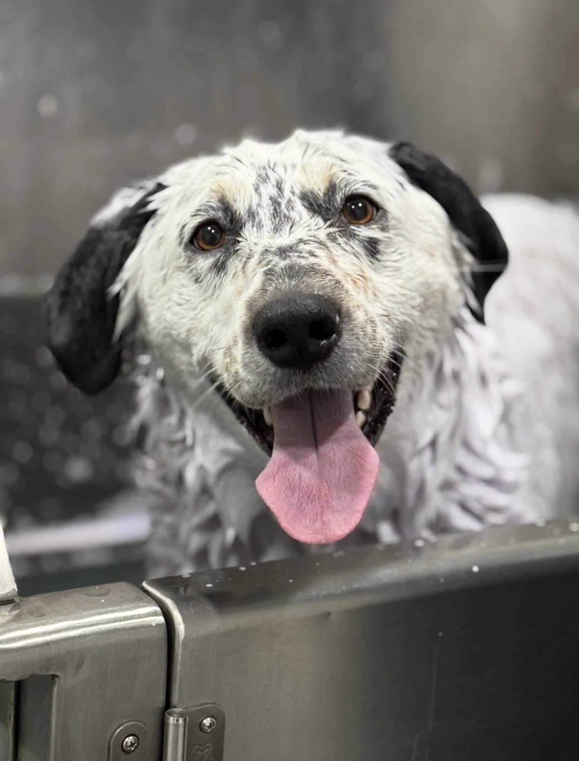 A happy, wet, white and black speckled dog with its tongue out in a stainless steel bathtub after a bath.