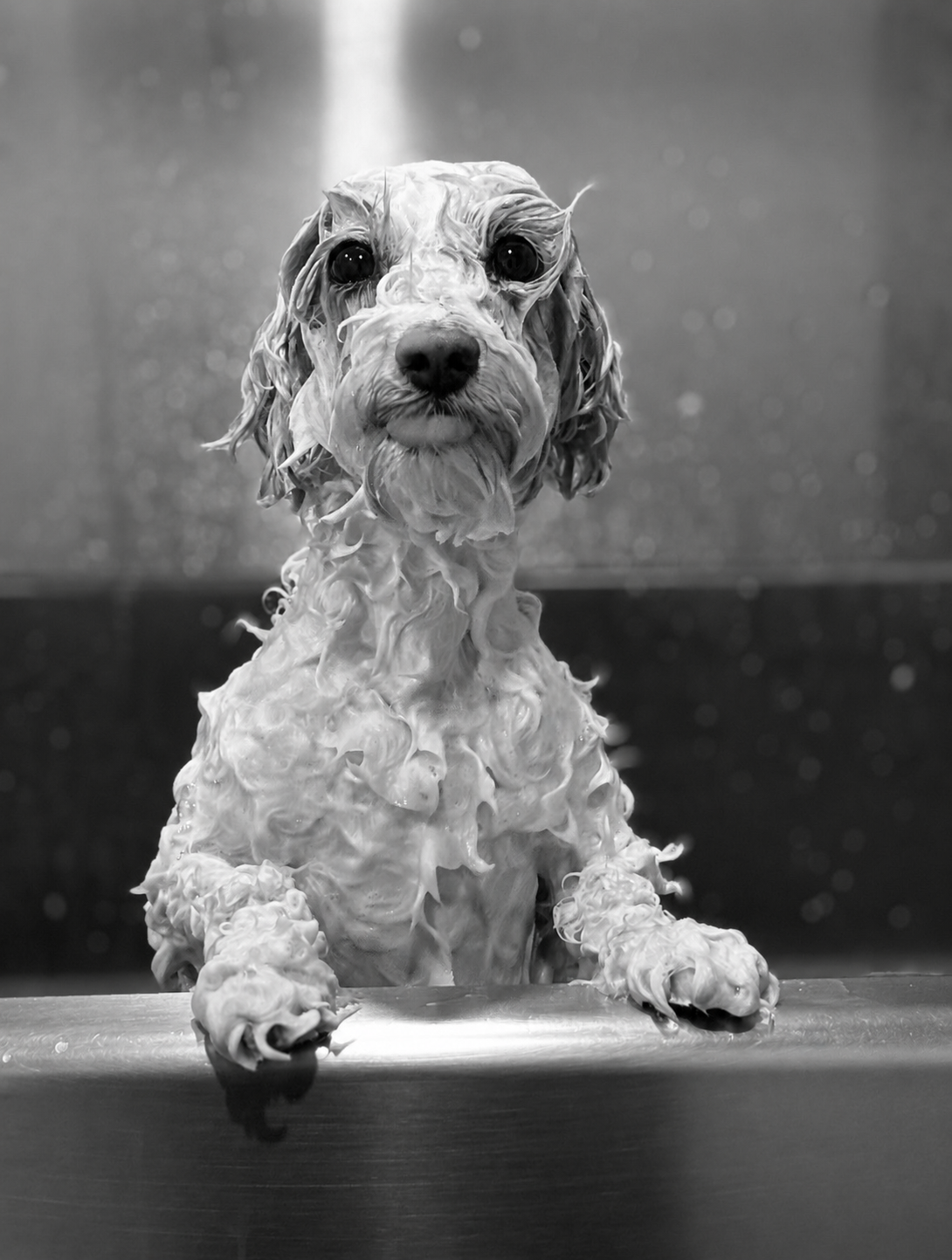 A dog with wet, curly fur sitting in a bathtub with soapy bubbles, looking at the camera.