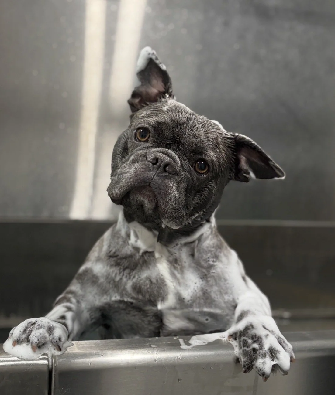 A gray and white French Bulldog puppy is taking a bath, with soap suds on its paws and fur, and gazing curiously at the camera in a stainless steel sink or tub.