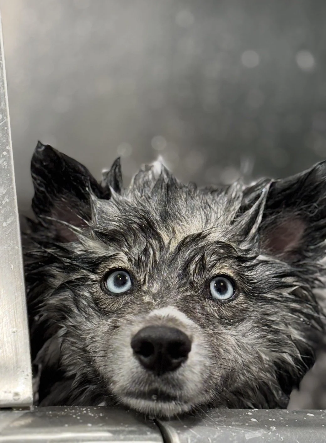 A wet dog, likely an Australian Shepherd, lying down on a silver metal surface with water droplets, with ears back and bright blue eyes looking up.