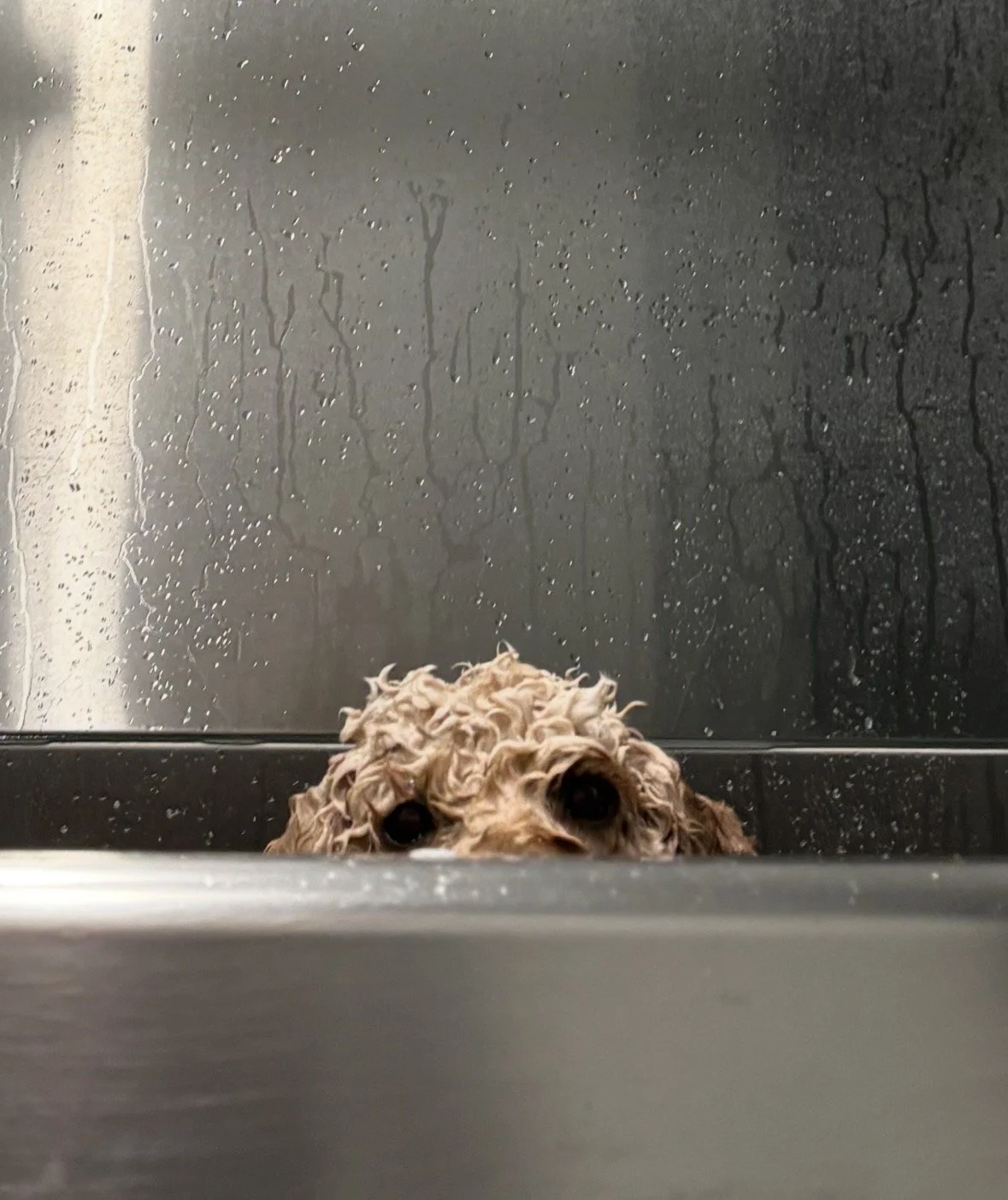 Close-up of a wet, wavy-haired dog with big, dark eyes peeking over the edge of a bathtub or sink, with a damp, soapy black wall with water droplets in the background.