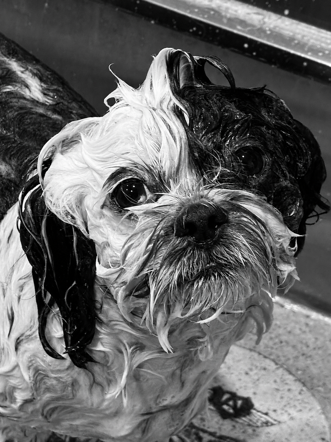 Two dogs during bath, covered in soap and water, with wet fur and glasses of water in the background.