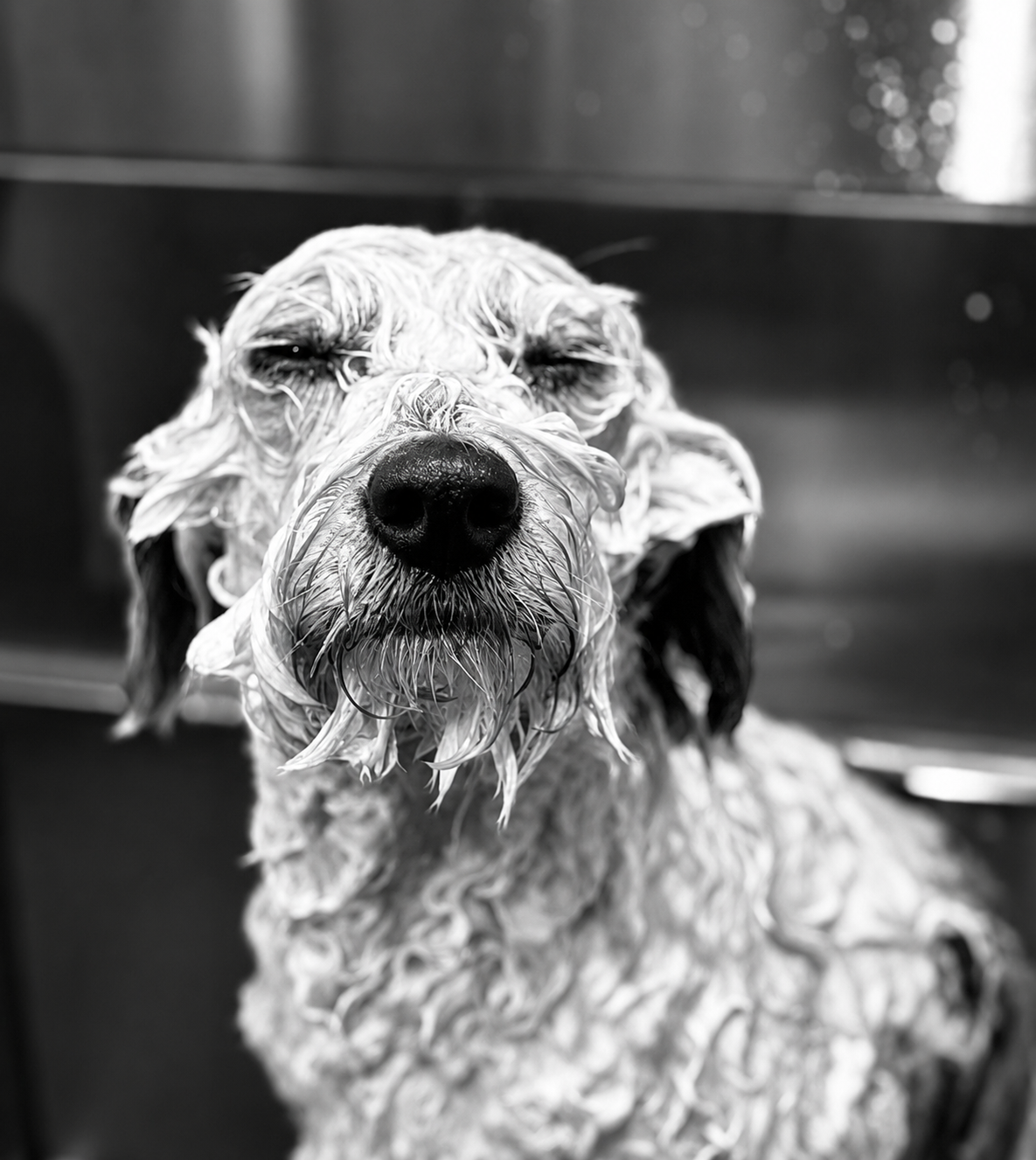 A wet dog, likely a retriever, with soap suds all over its face and body, during a bath in a stainless steel sink or tub.