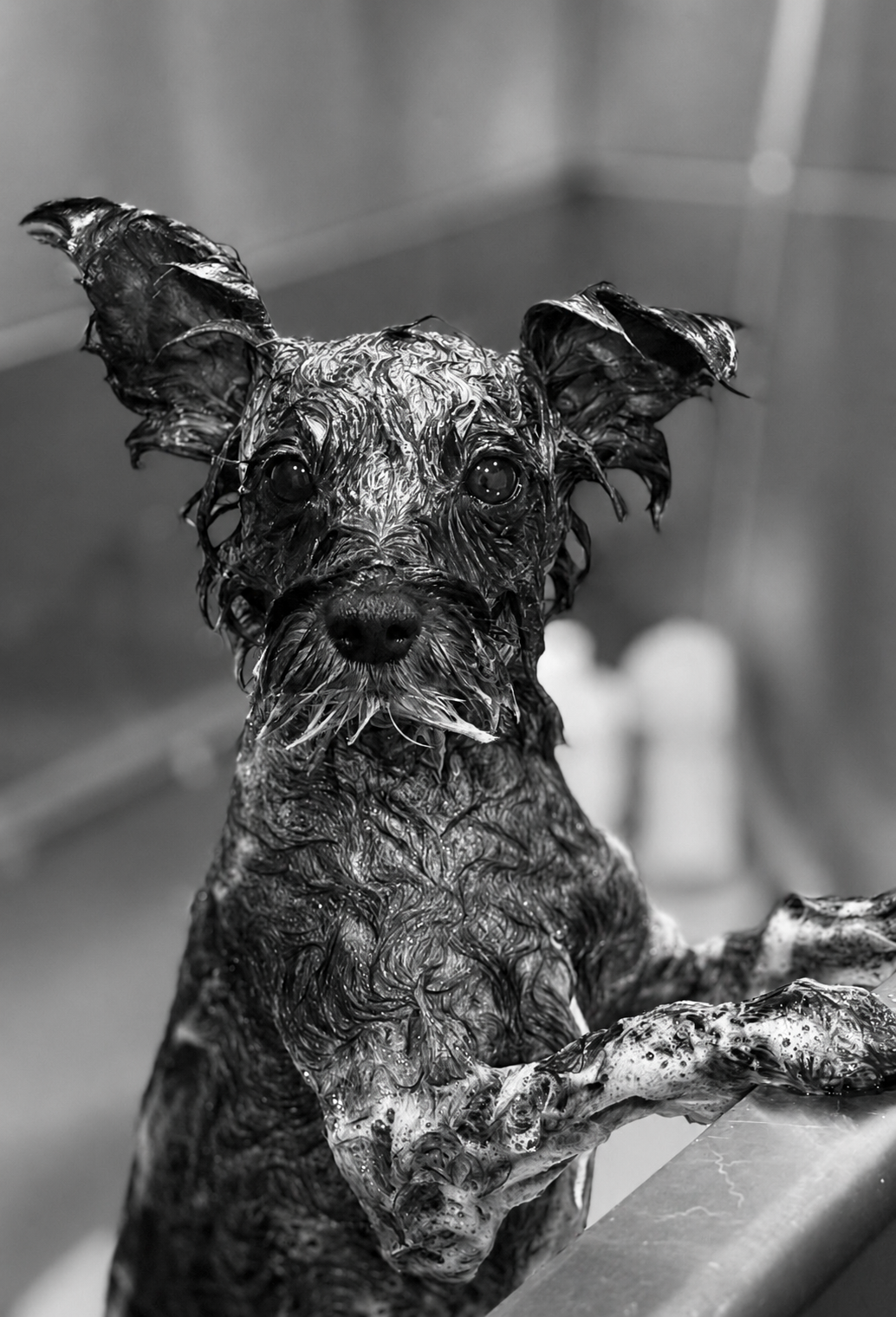 A wet dog with large ears looking at the camera, covered in soap or foam, in a sink or bathtub.