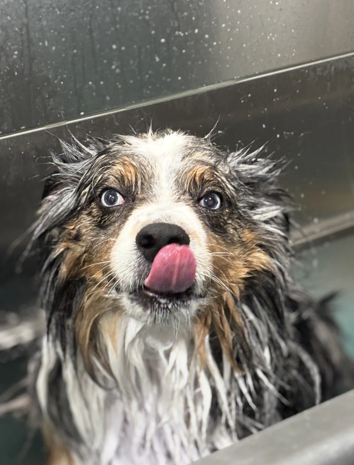 A wet Australian Shepherd dog with blue eyes sticking out its tongue while taking a bath.