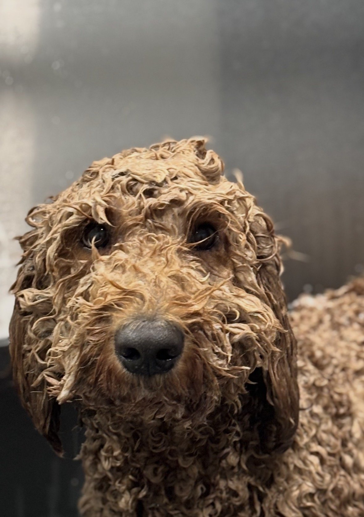 Close-up of a curly-haired brown dog, possibly a Poodle, with wet fur, looking at the camera. The background is a metallic wall, and there is a pile of dog food in the corner.