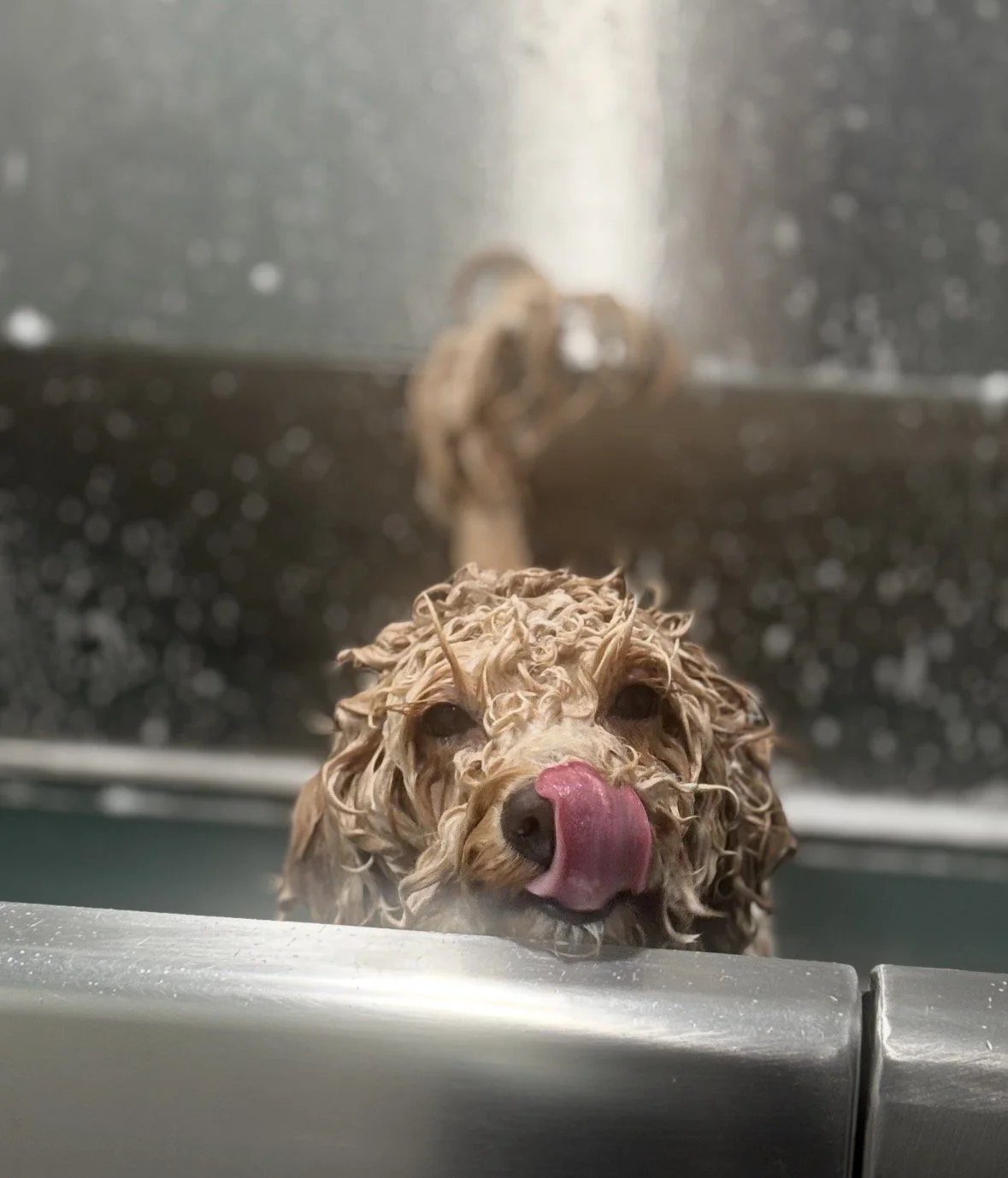 A dog in a bath with wet fur licking its nose.