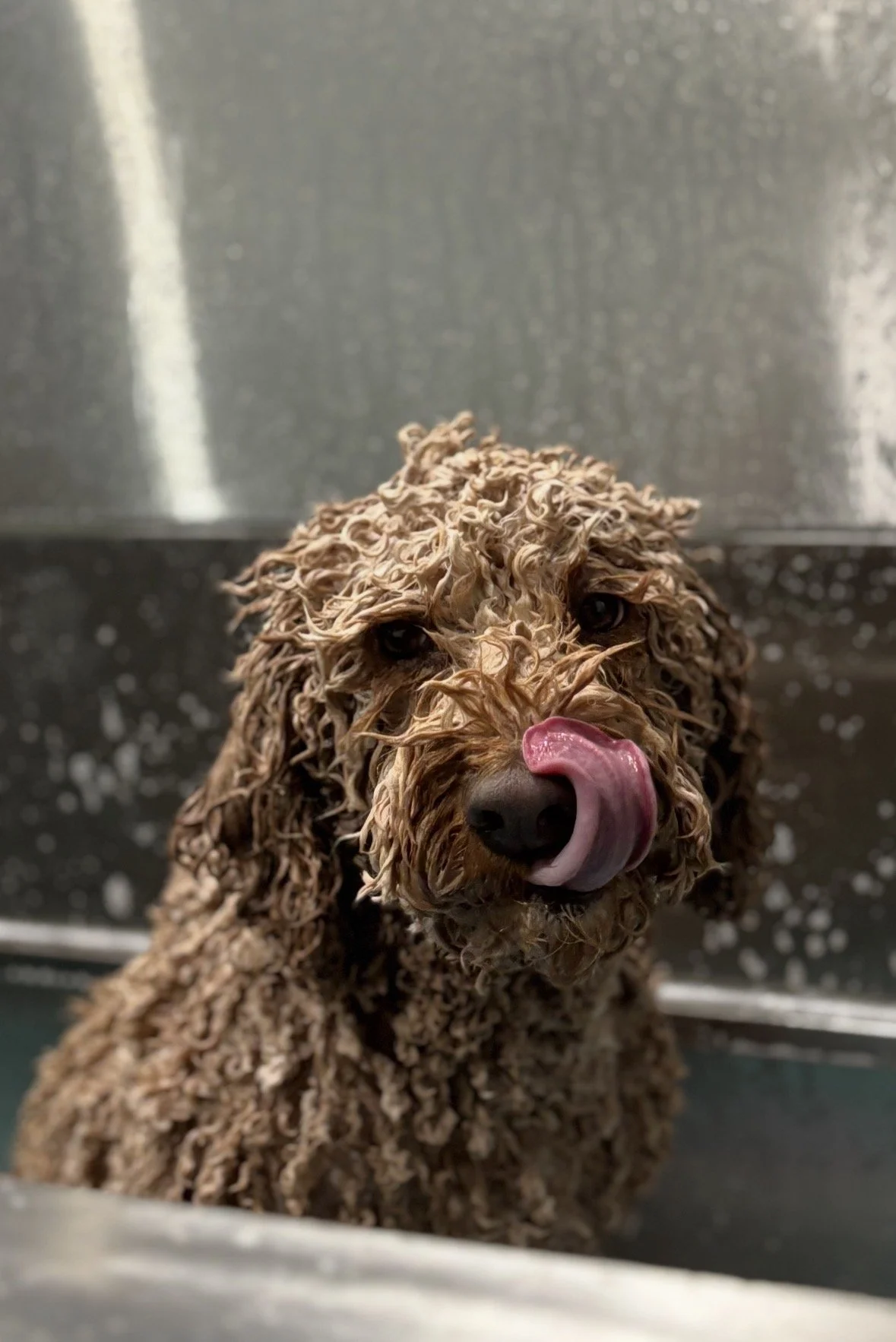 A curly-haired dog in a bath with foam, licking its nose.