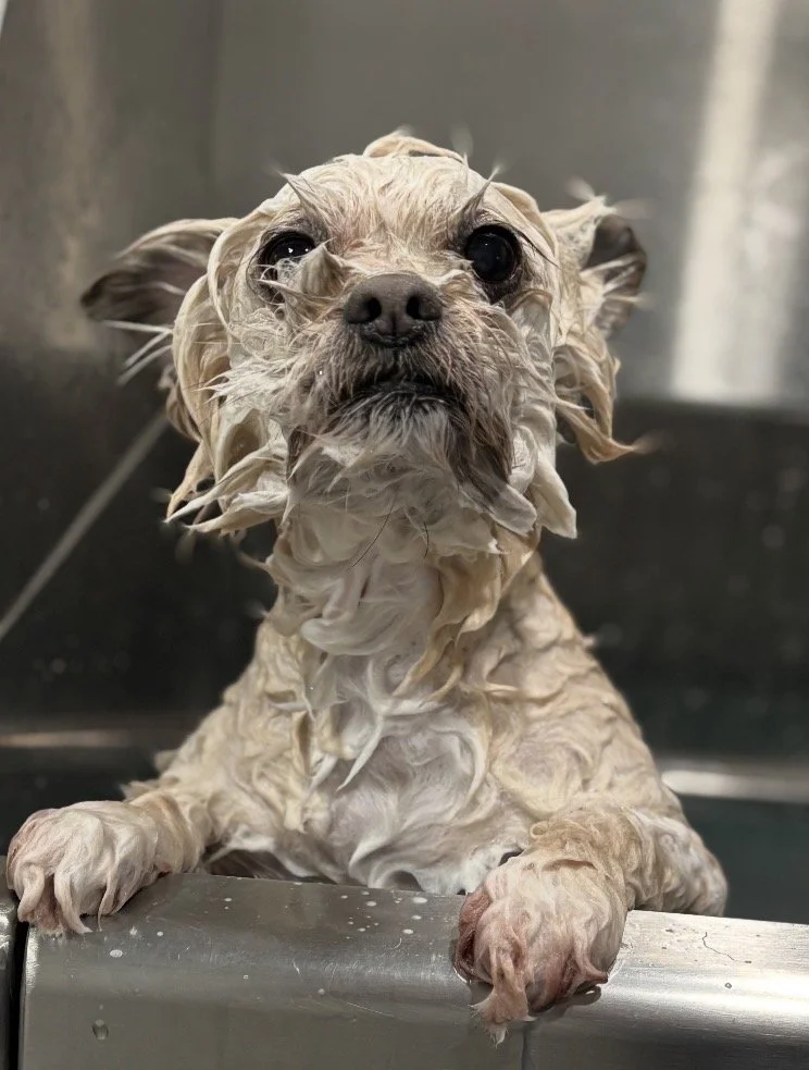 A small dog with wet fur during a bath, looking directly at the camera with a serious expression.