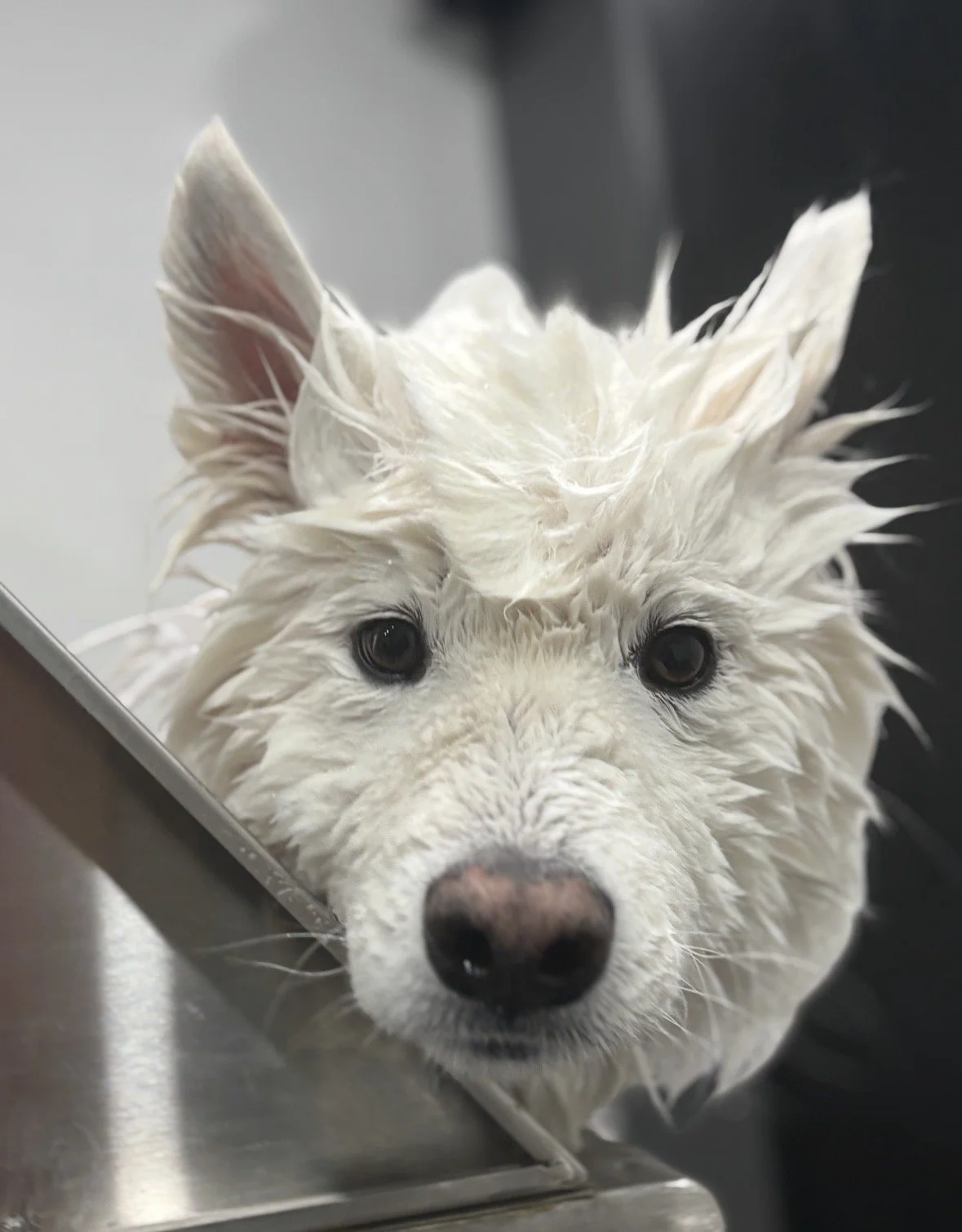 A white dog with wet fur, likely just bathed, looking directly into the camera with a curious expression, resting its head on a metal surface.