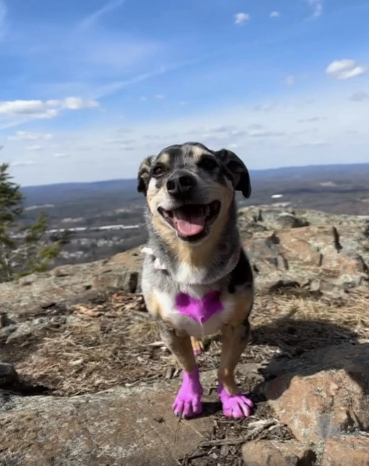 A happy dog with a happy expression, wearing pink booties on rocky terrain with a scenic landscape and blue sky in the background.