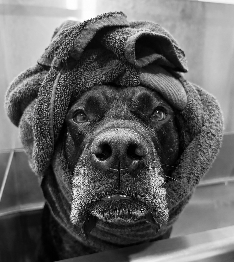 Black dog with a towel wrapped on its head, looking directly at the camera in black and white.