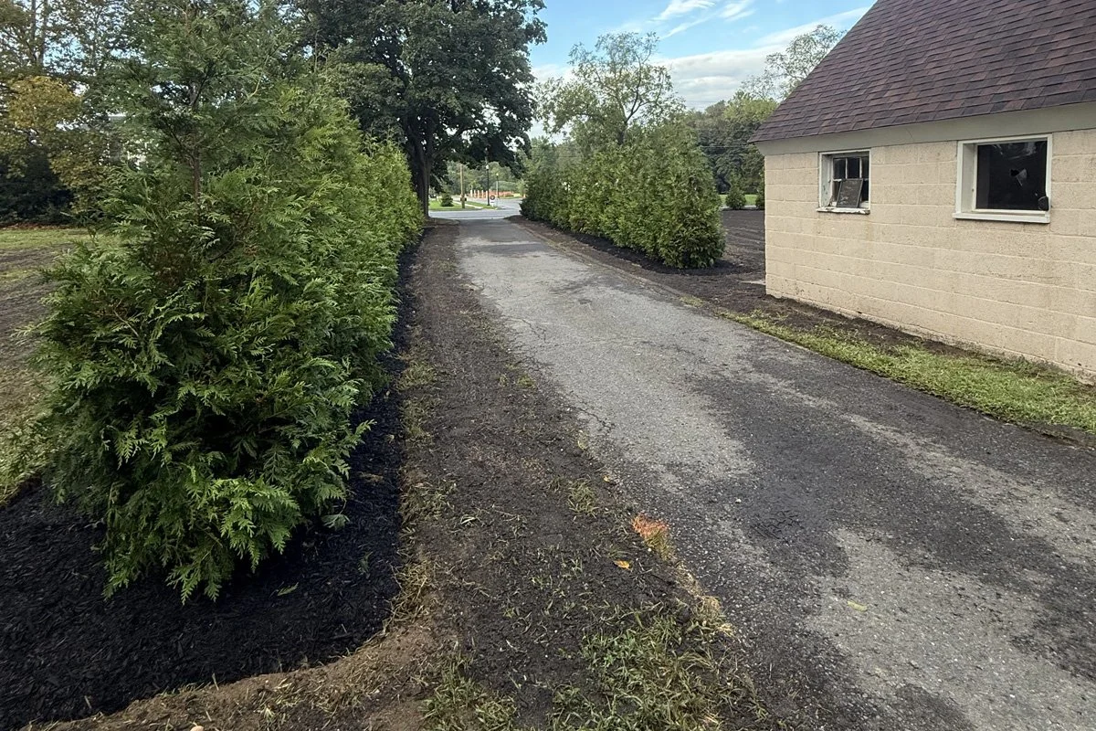 A long asphalt driveway cleanly lined on both sides with a newly installed 9-10 foot Green Giant Arborvitae privacy hedge in fresh black mulch beds.
