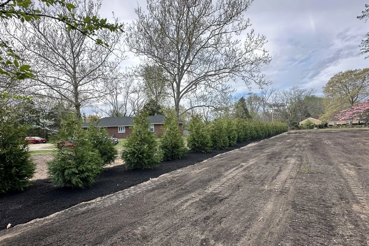 A close look down a long, straight row of freshly installed arborvitae privacy screening trees, creating a natural property border hedge next to a graded dirt lot in Gloucester Township, NJ, with a brick ranch home in the background.