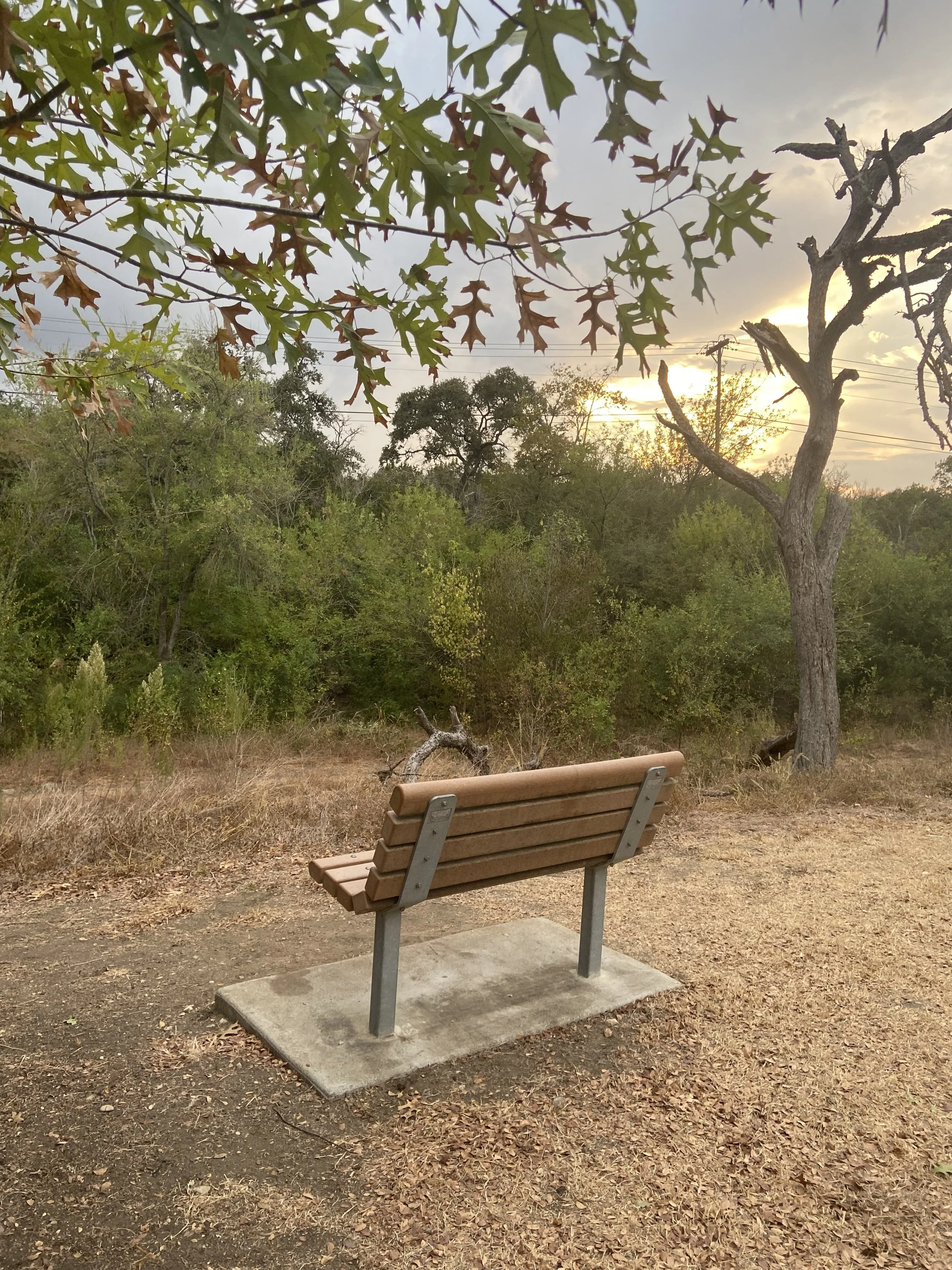 A park bench on a concrete slab in front of trees and bushes during sunset, with a cloudy sky and leafless and leafy trees, some power lines in the distance.