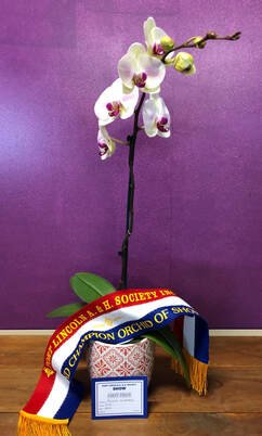 best-in-show-orchid.jpg