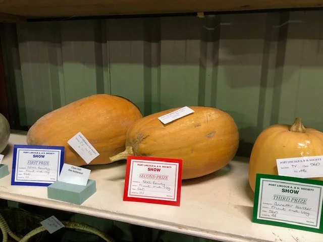 pumpkin-pic_orig.jpg