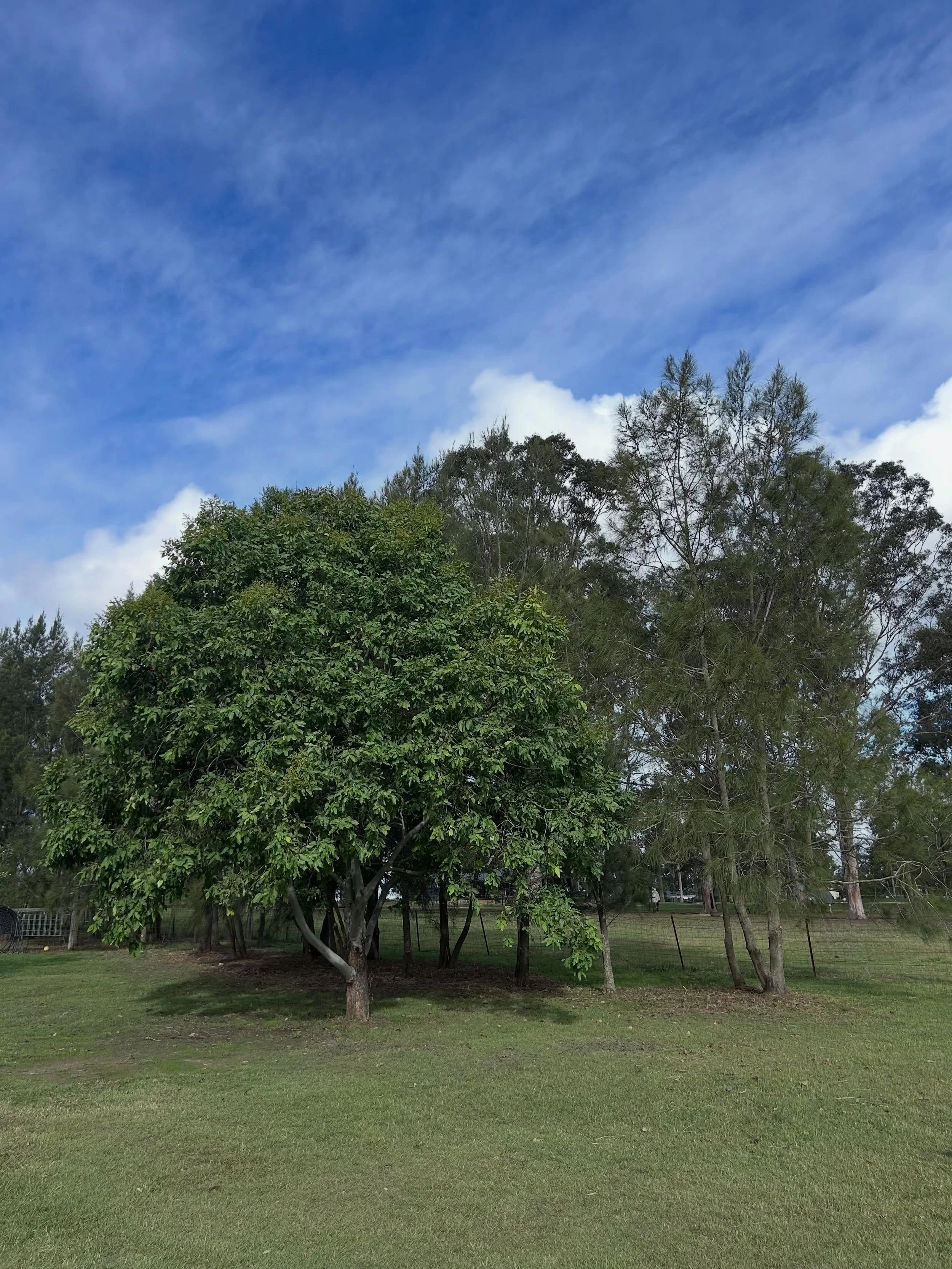 Property Clean Up | Took these Casuarinas from over grown to looking their best

#landscaping #landscapemaintenance #cleanup #propertycleanup #mowing