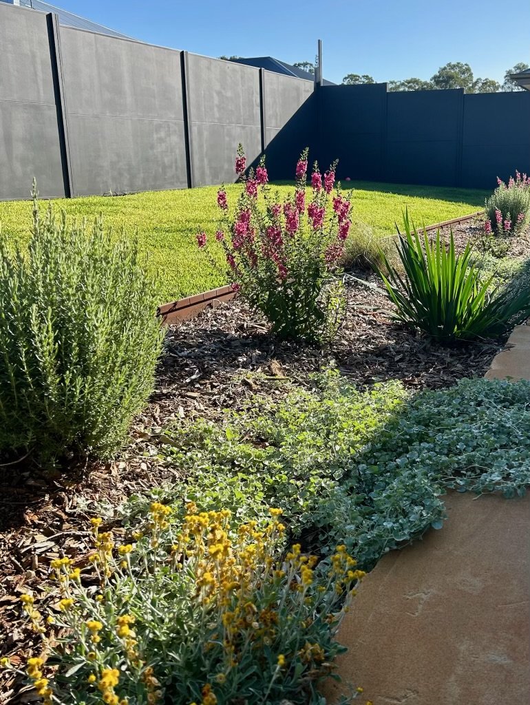 A landscaped backyard with green grass, flowering plants, and a concrete sidewalk, enclosed by a tall dark gray fence under a clear blue sky.