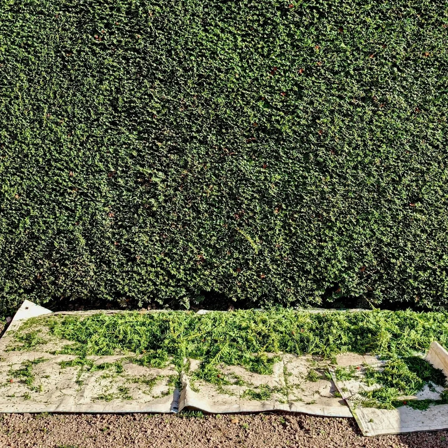 View of a large green hedge and a garden bed with sprouted plants covered by a fabric or plastic sheet.