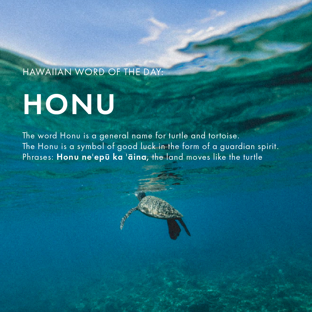 HWOD_honu.png